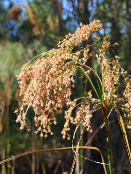 <p>What are the genus and specific epithet of this species?</p>
