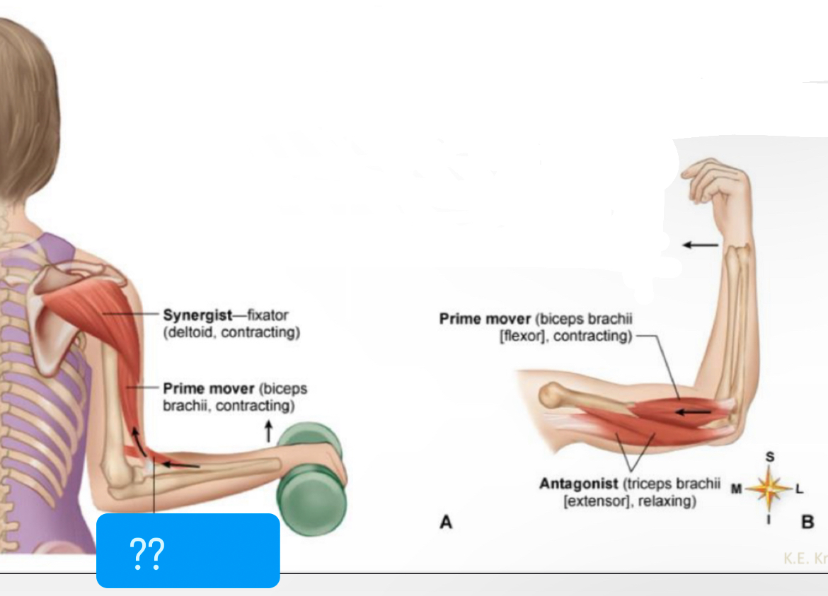 <p>What muscle?</p>
