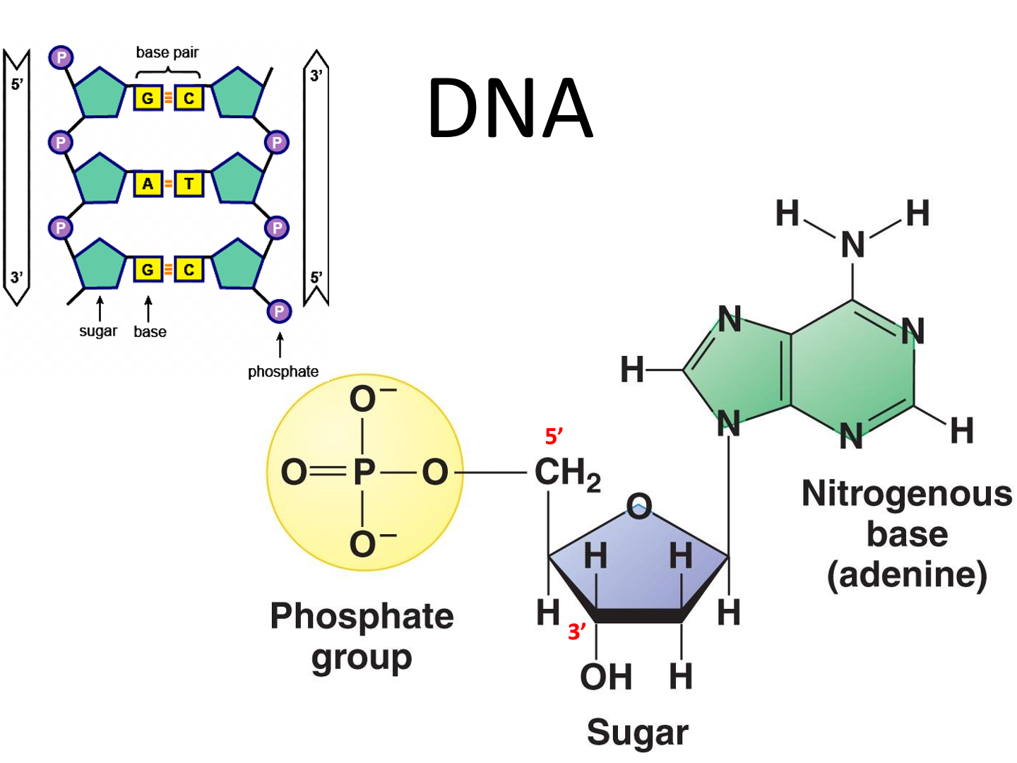 <ul><li><p>phosphate group</p></li><li><p>sugar (deoxyribose)</p></li><li><p>nitrogenous base</p></li></ul><p></p>