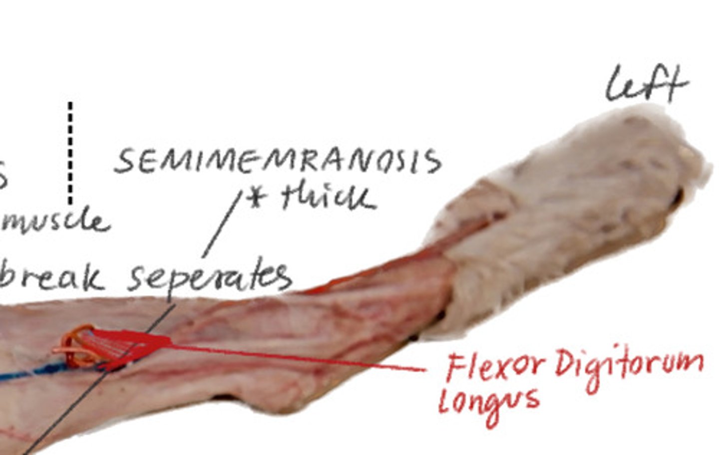 <p>On the cats tibia and you can feel the bone</p>