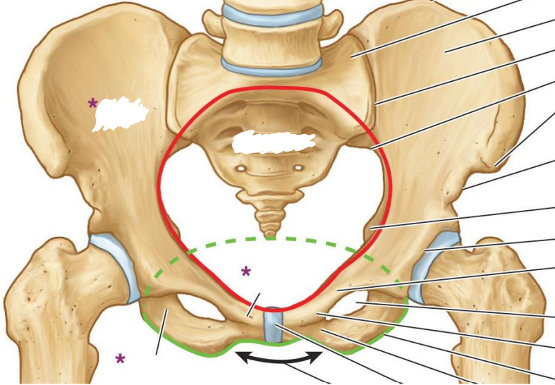 <p>identify the RED and GREEN structures</p>