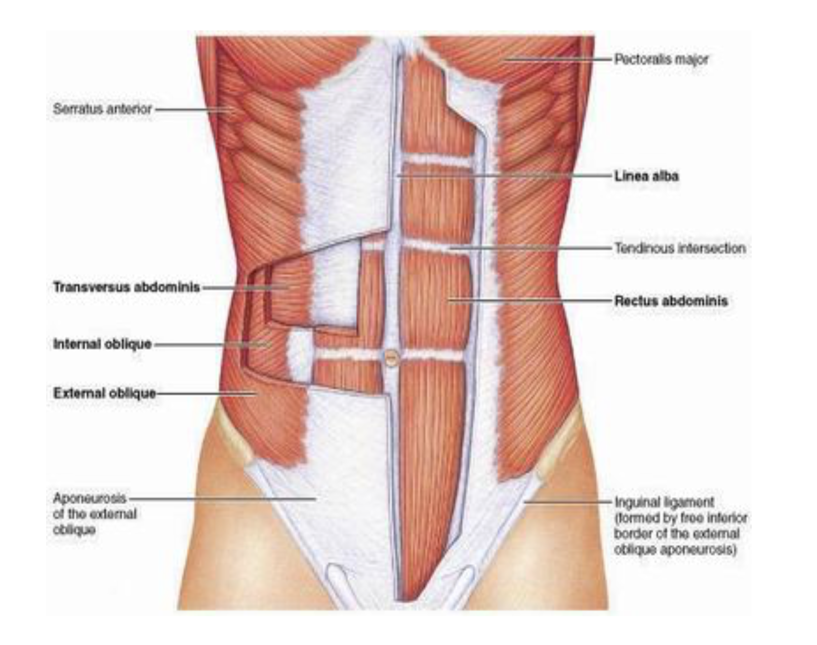 <p>5 muscles in anterolateral group of abdominal wall muscles —</p><ul><li><p>3 flat muscles whose fibers begin posterolaterally, pass anteriorly, &amp; are replaced by an aponeurosis as the muscle continues towards the midline —</p><ul><li><p>The external oblique, internal oblique, &amp; transversus abdominis muscles </p></li></ul></li><li><p>2 vertical muscles near the midline that are enclosed in a tendinous sheath formed by the aponeuroses of the flat muscles —</p><ul><li><p>Rectus abdominis &amp; pyamidalis muscles</p></li></ul></li></ul><p>These muscles form a firm but flexible wall keepng abdominal viscera in their cavity &amp; protected from injury</p><ul><li><p>They are also very important in any action increasing intraabdominal pressure —</p><ul><li><p>Ex. parturition (childbirth), micturition (urination), defecation, coughing, &amp; even breathing </p></li></ul></li></ul><p>Mnemonic — Tire pump </p><ul><li><p>Transversus abdominis</p></li><li><p>Internal bolique</p></li><li><p>Rectus abdominis</p></li><li><p>External oblique</p></li><li><p>Pyramidalis</p></li></ul>