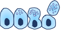 <p>What is the Apocrine Gland? (A type of exocrine gland)</p>
