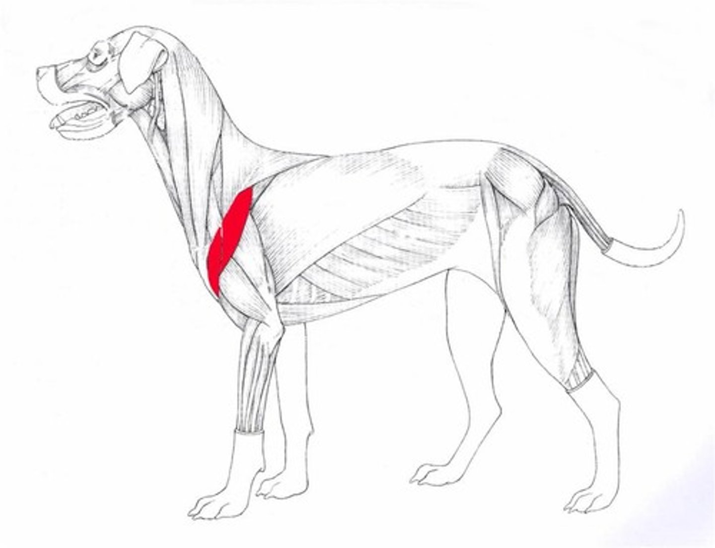 <p>What muscle is this?</p><p>Origin?</p><p>Insertion?</p><p>Action?</p><p>Nerve?</p>