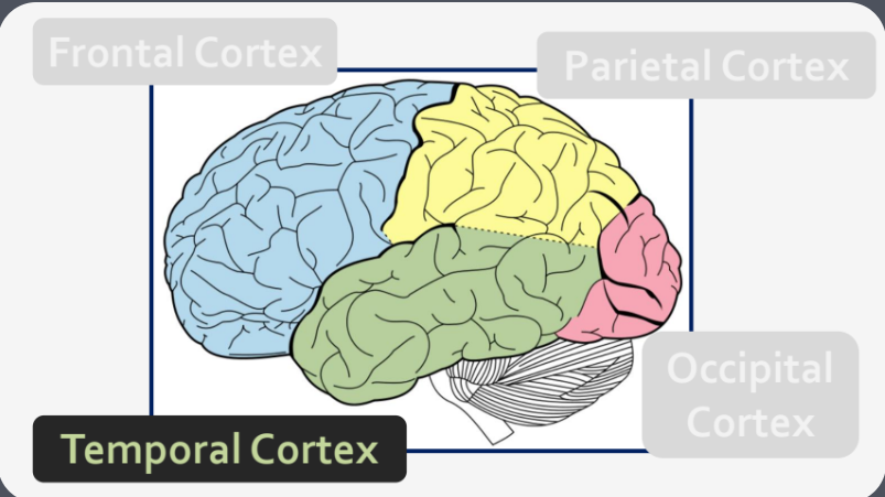 <p>Identifying nature of stimuli - What is it?</p>