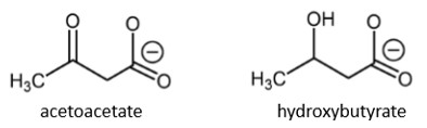 <p>acetoacetate and hydroxybutyrate</p><p>soluble forms of energy to be released into bloodstream</p>