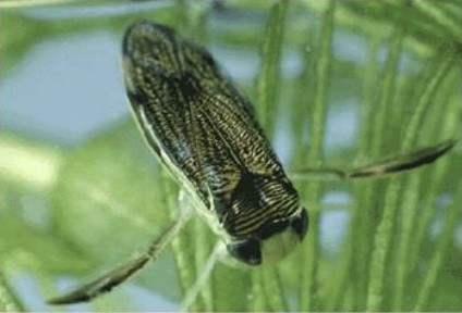 <p>Class 5 – Air Breathing</p>