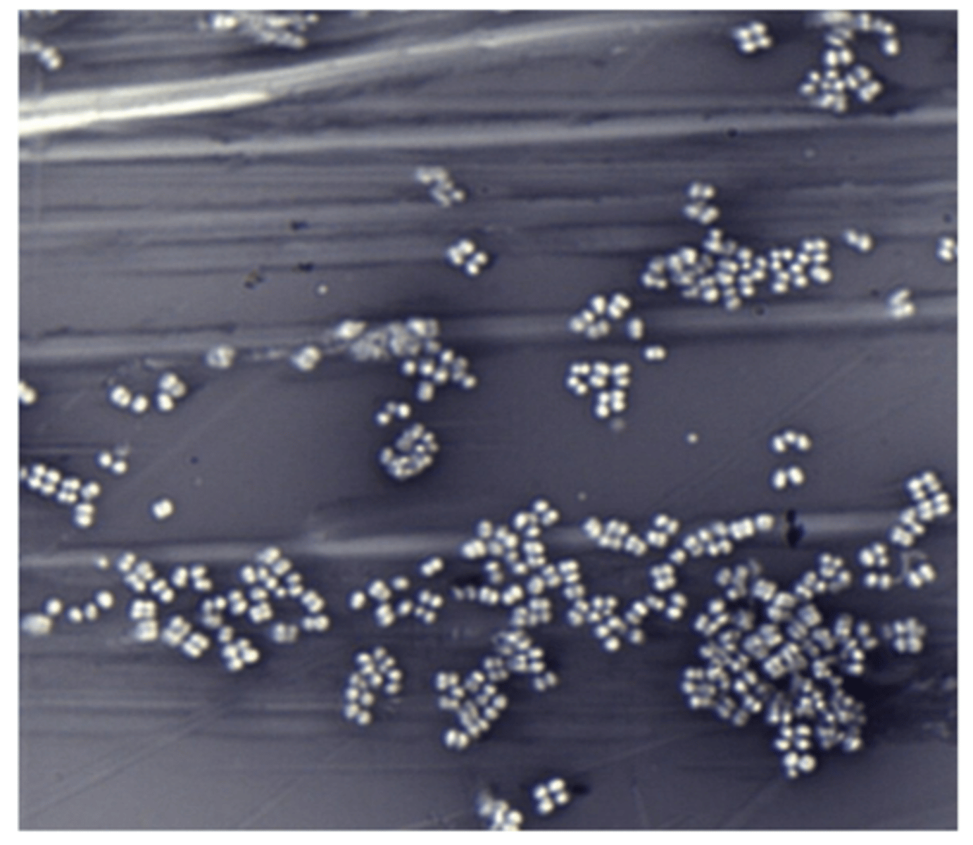 <p>tetrads</p>