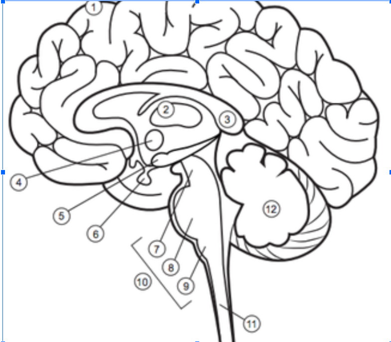<p>12</p>