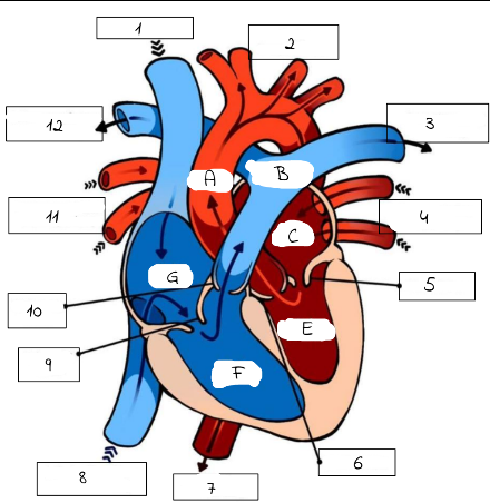 <p>8</p>