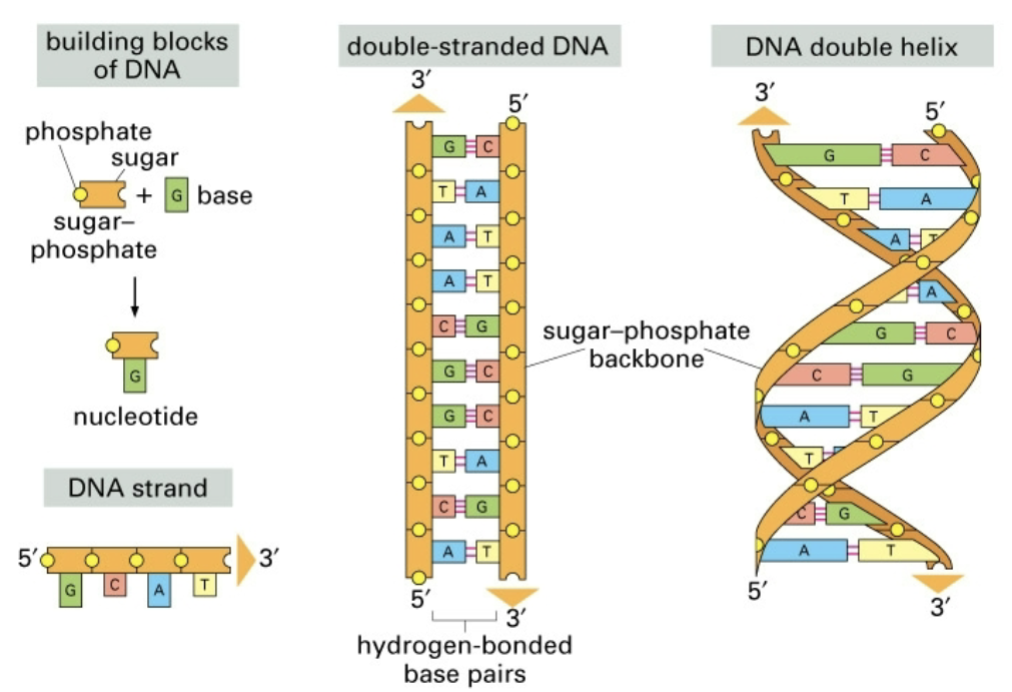<ul><li><p>building blocks of dna</p></li><li><p>double stranded </p></li><li><p>double helix</p></li></ul><p></p>