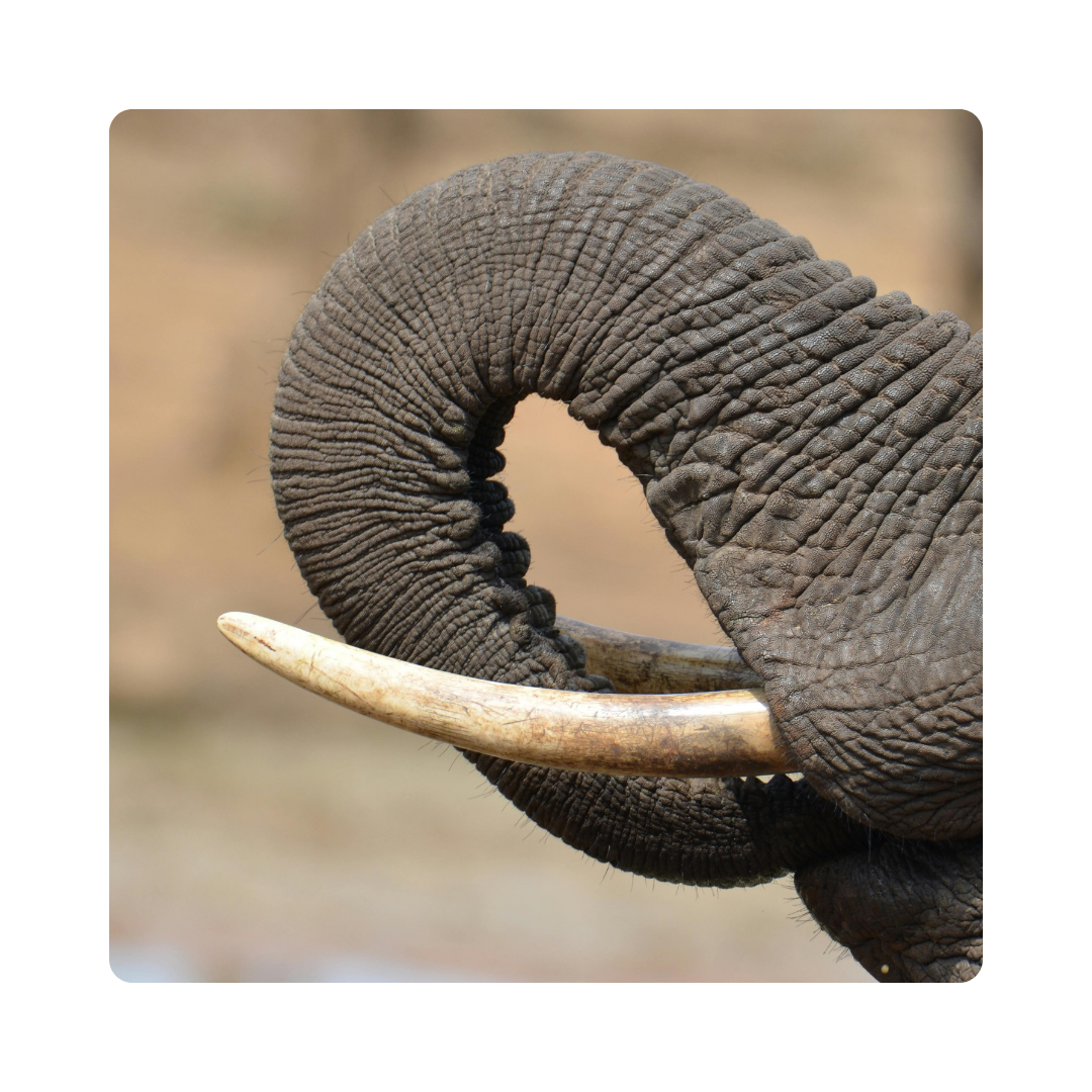 <p>Elephants have two big <strong>tusks</strong>. They are used for digging, lifting, and defence. </p>