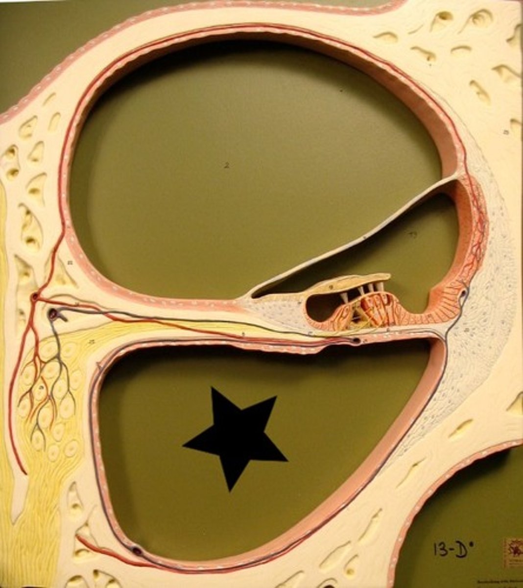 <p>section of cochlea</p>