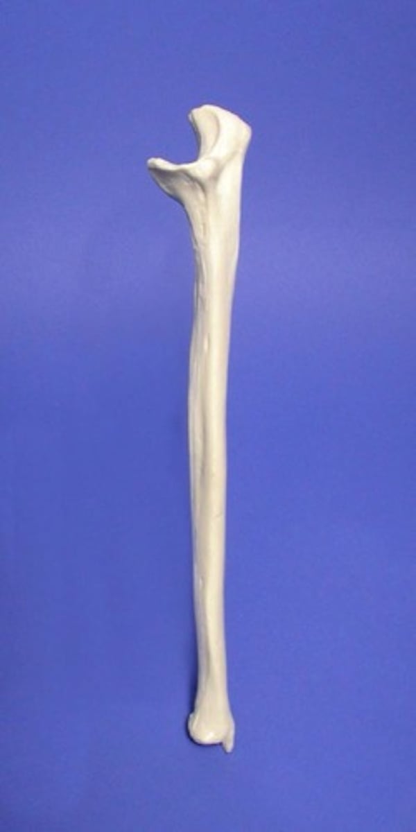 <p>ID bone</p>