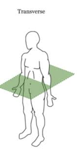 <p>transverse plane</p>