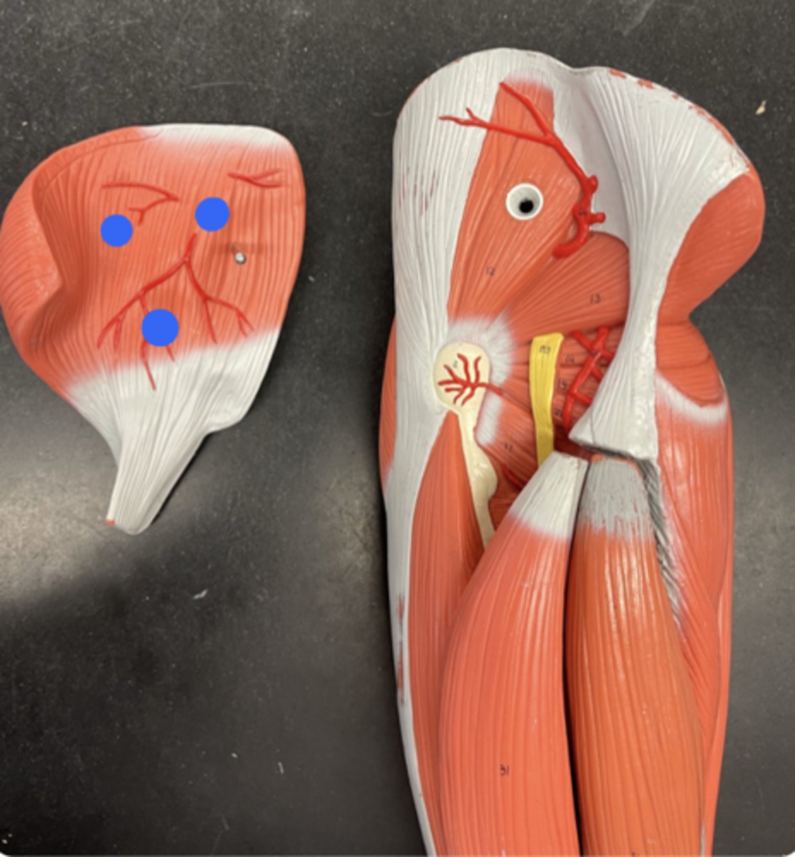 <p>middle piece on the big leg</p><p>little leg- inside of maximus</p>