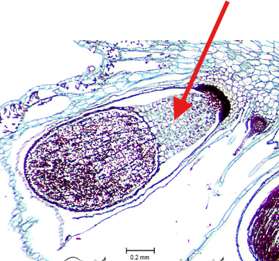 <p>Which part of the sporophyte is the arrow pointing to?</p>
