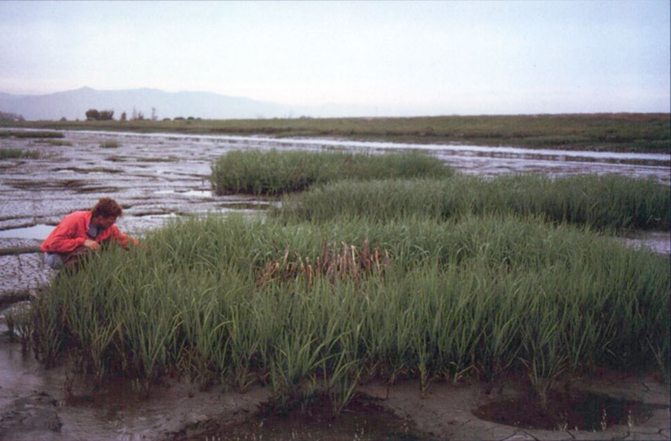 <p>non-native <em>Spartina</em> and native <em>Spartina</em> interbreeding</p>