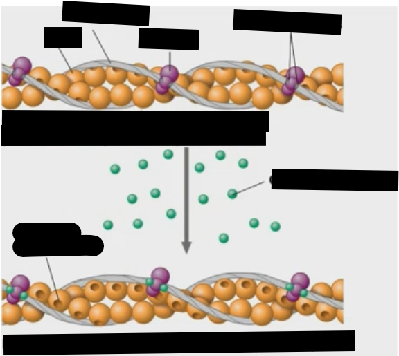 <p>How does a neuron tell a muscle to move?</p>