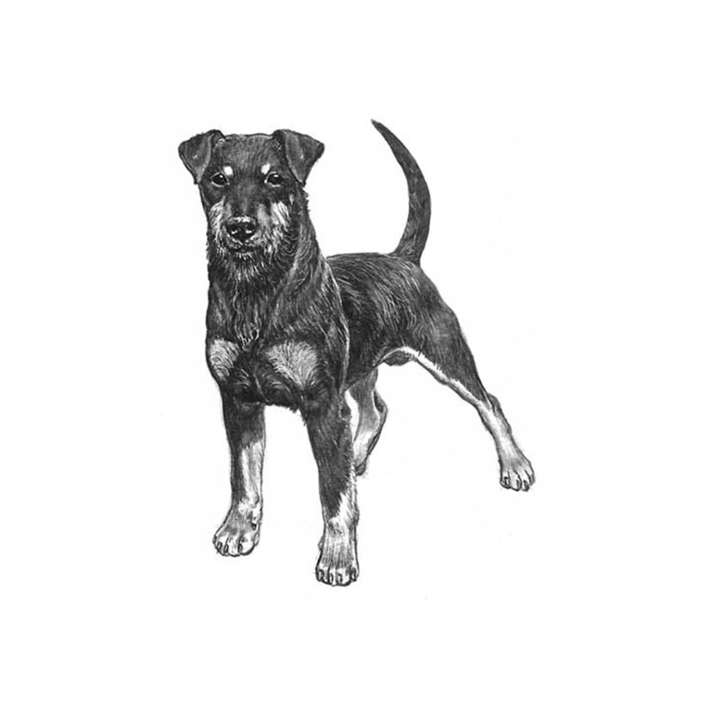 <p>hundgrupp 3, terrier</p>