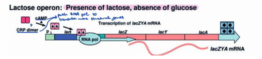 <p>The CAP-cAMP complex forms, and this complex facilitates transcription of the lac structural proteins, leading to a large increase in the amount of lac metabolic enzymes generated.</p><p></p>