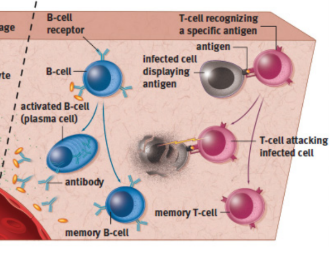 <p>defenses that target a specific pathogen; slower to act, but can maintain immunological memory of an infection to mount a faster attack in subsequent infections</p>