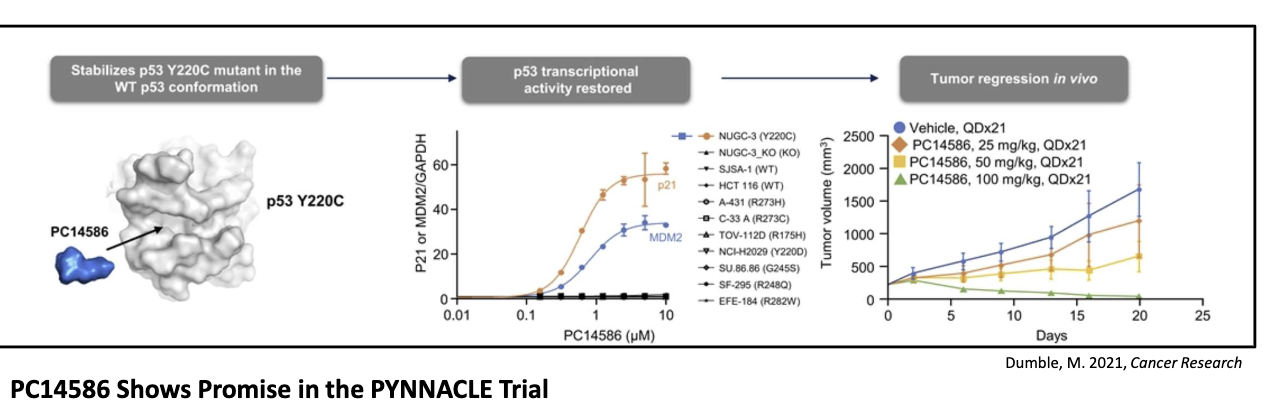 <ul><li><p>Small molecule corrector for <strong>Y220C</strong> p53 mutation</p></li><li><p>Restores wild-type shape and function</p></li><li><p>Selectively binds crevice formed by Y220C mutation</p></li><li><p>Found in ~1–2% of all p53 mutations across many tumors</p></li><li><p>Shows promise in early (PYNNACLE) trials</p></li></ul><p></p>