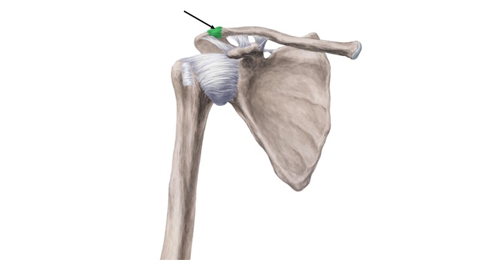 <p>Acromioclavicular</p>