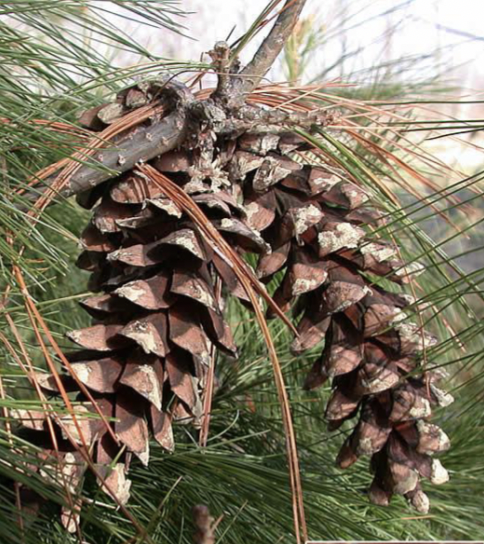 <p>long, narrow, slightly curved and stalked, often sticky/sappy, thick scale edge</p>