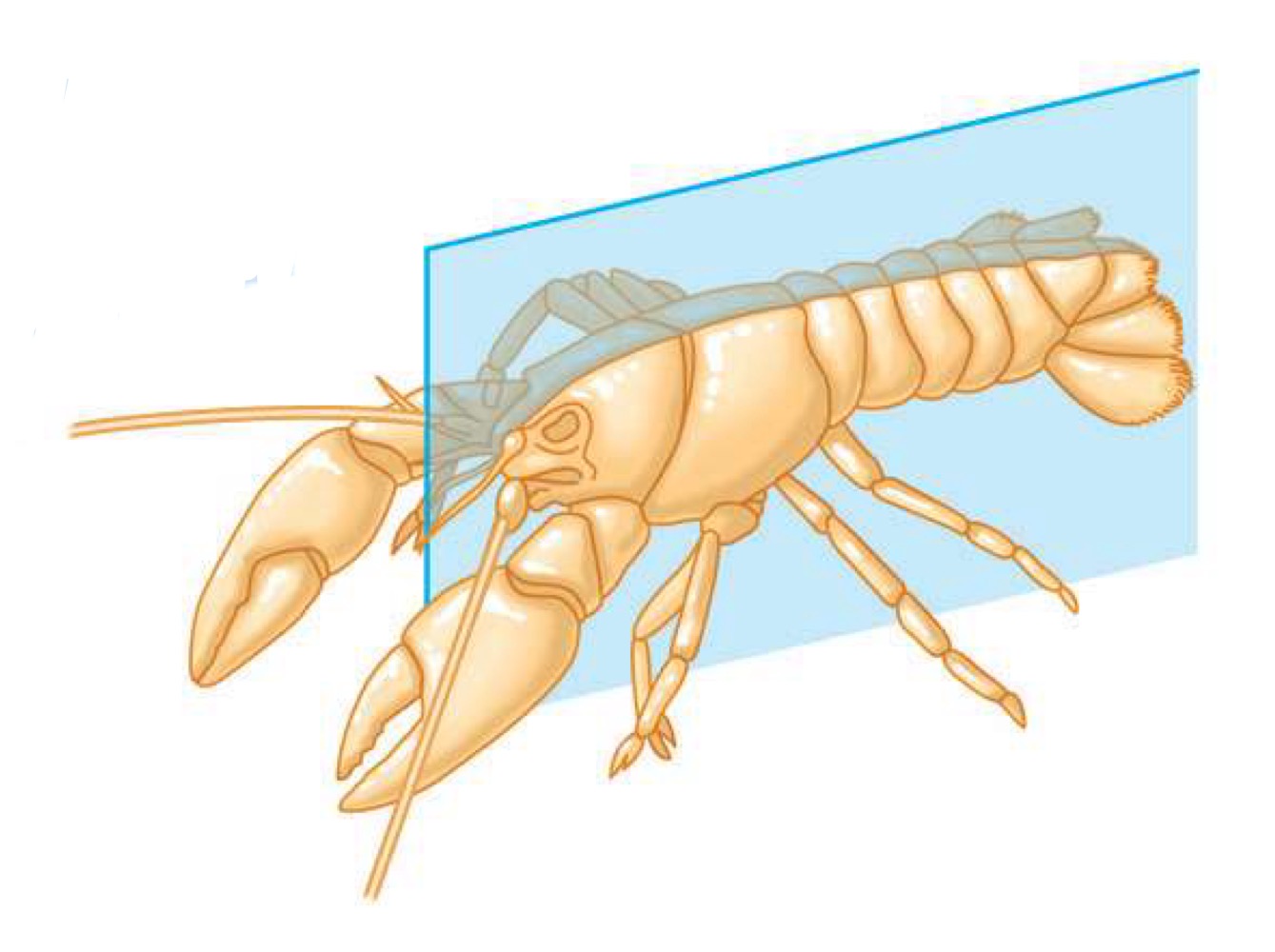 <p>Animals that have only one internal plane of symmetry; usually tripoblastic.</p>