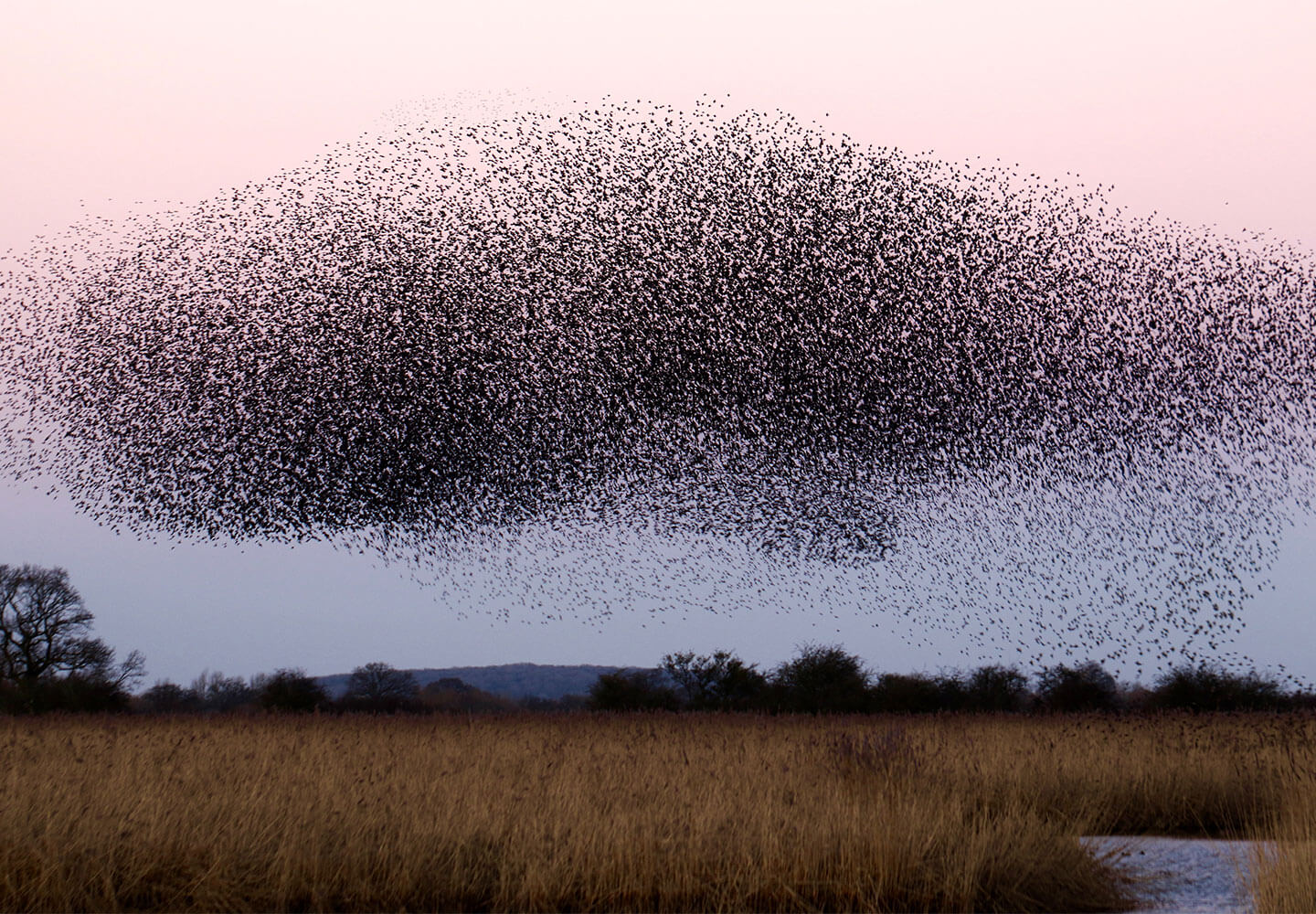 <p>1 a swarm of bees/ants/locusts; The dead sheep was covered with swarms of flies; A swarm of/ Swarms of photographers followed the star's car <br>2 Protesters were swarming into the building</p>