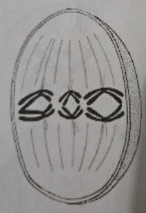 <p>- Cell is 2N<br>- Tretrads line up in pairs at the metaphase plate, one facing each pole</p><p>- Microtubules are attached to the centromeres of each tetrad</p>