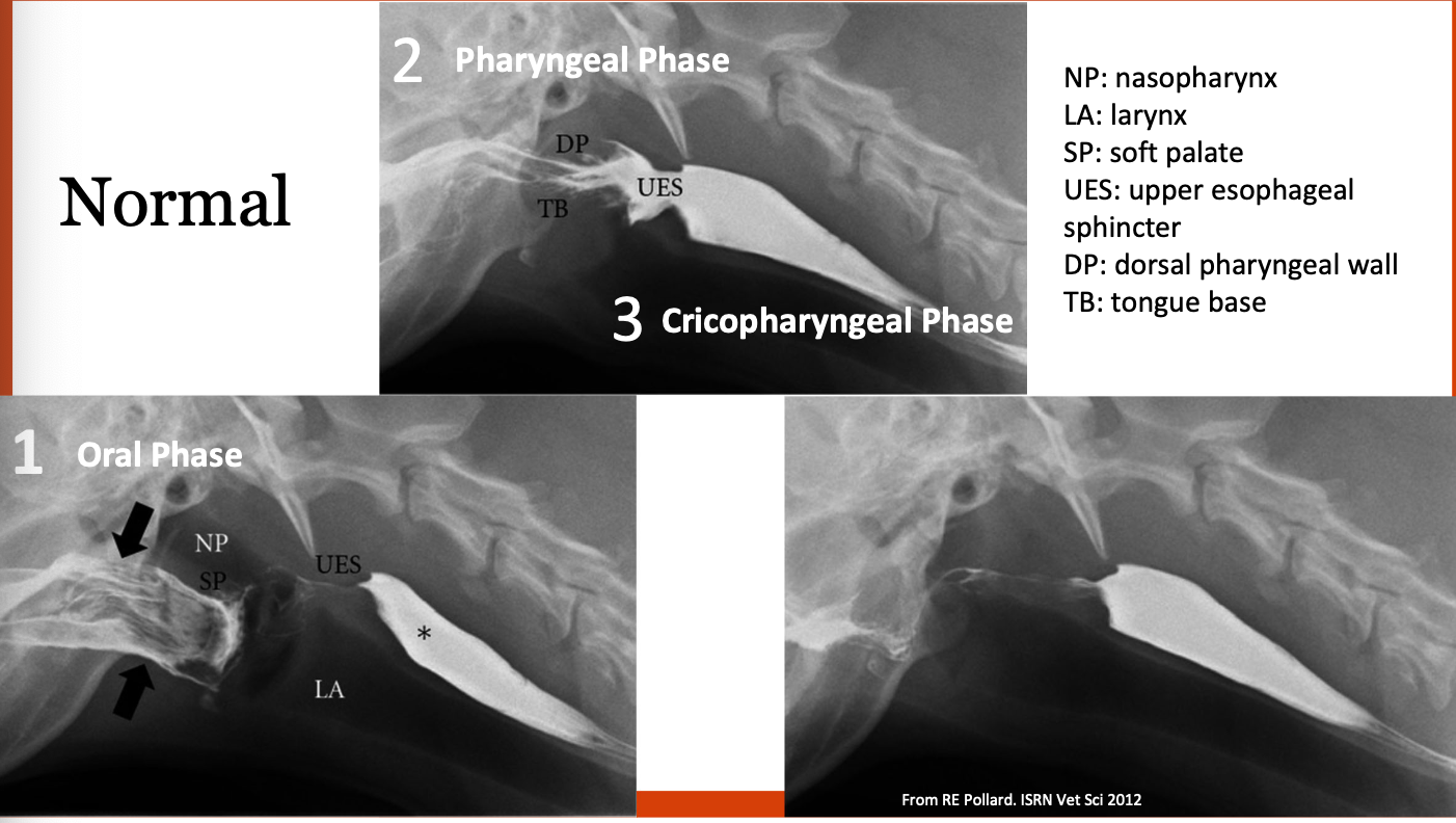 <p>-fast for 12 hours</p><p>-survey rads of thorax/cervical region to rule out gross abnormalities</p><p>-give 3 foods with contrast: liquid, slurry, kibble</p><p>-visualize prehension of food, swallowing, esophageal motility</p>