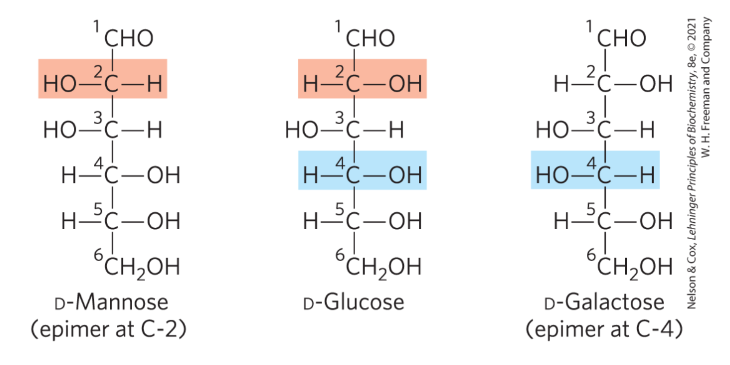 <p>two sugars that differ only in the configuration around one carbon atom</p>