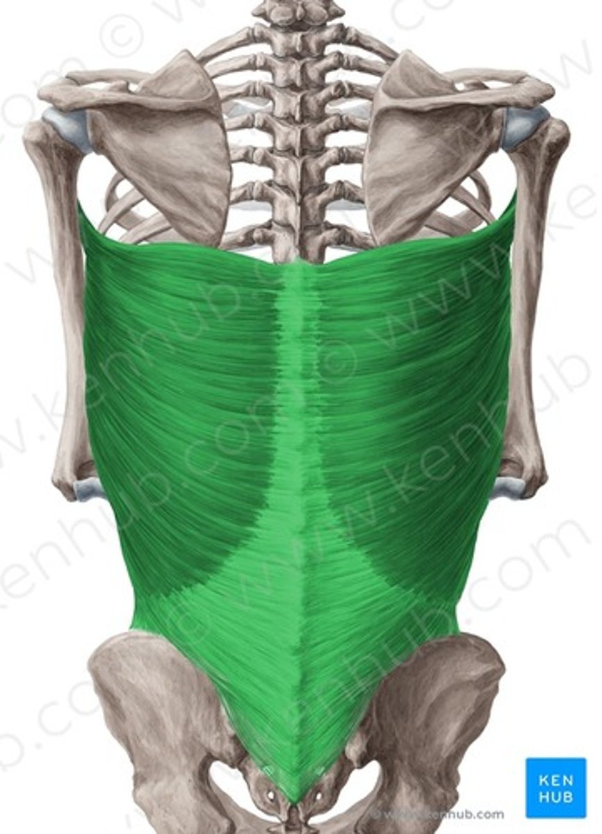 <p>insertion of latissium dorsi</p>