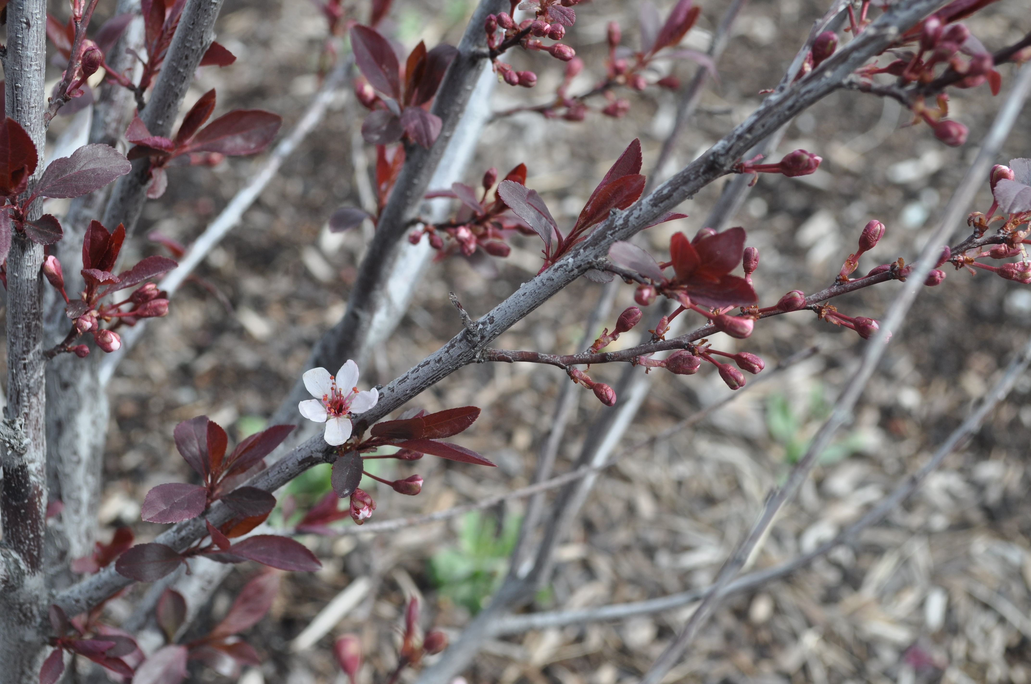 <p>7-10` tall; zone 3 hearty</p><p>purple leaf all year; small pink flower</p><p>no fruit</p><p>likes sandy soils</p>