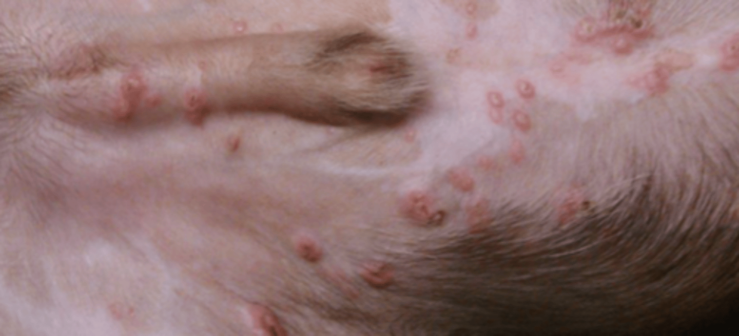 <p>what are these?</p>