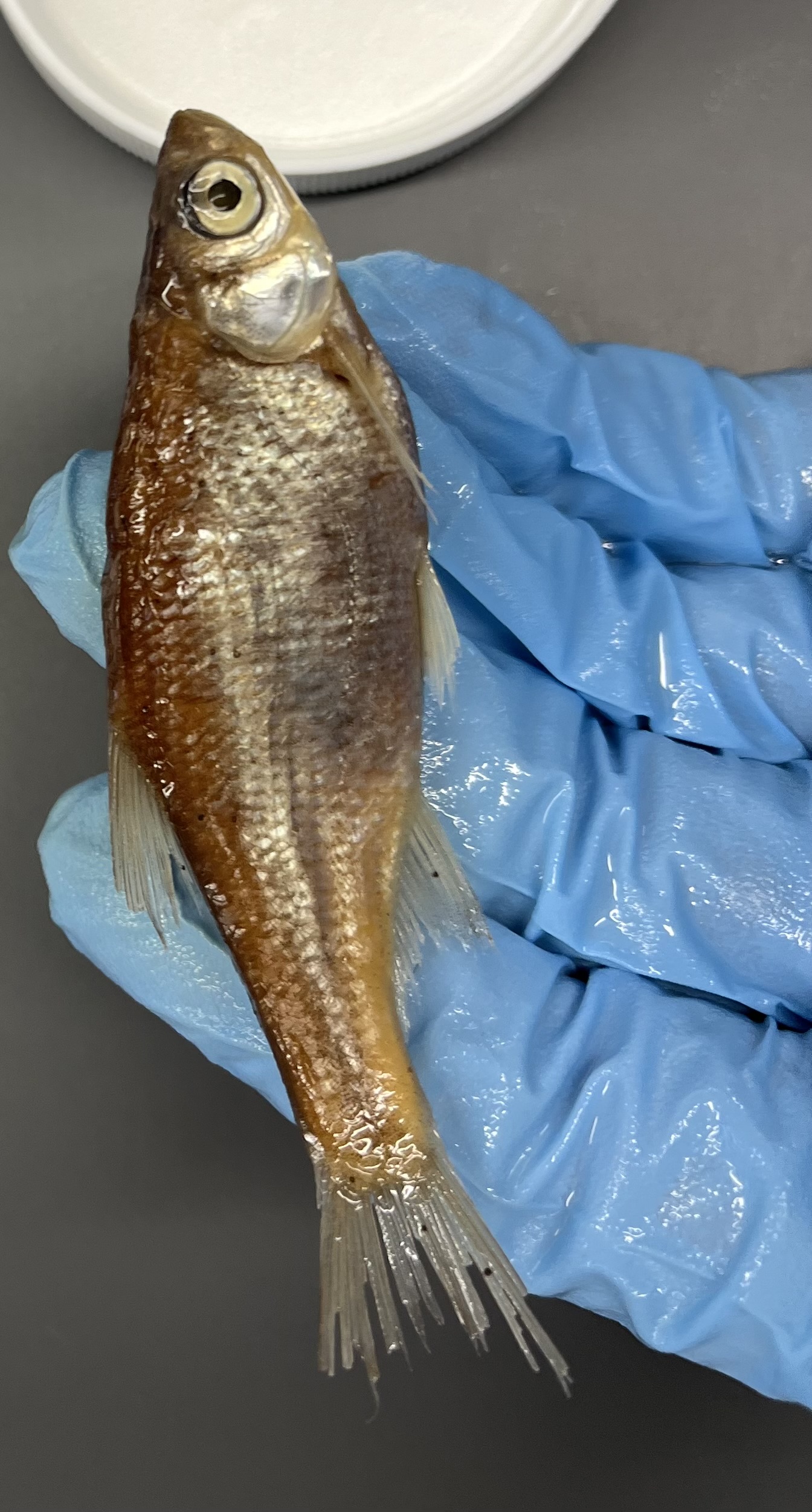 <p>Mostly shiny</p><p>Top and caudal fin is solid brown color</p><p>Big eyes</p><p>Triangular shape</p>