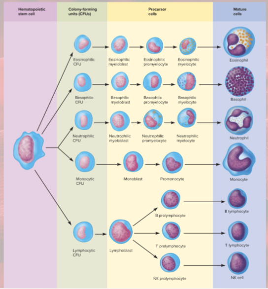 <p>colony-forming units (CFUs)— specialized stem cells; produce one class of formed element</p><p>blast=immature cell</p><p>cyte=mature cell</p>