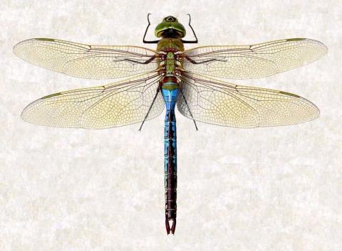 <p>Darners - compound eyes in contact for a cinsiderable distance on dorsal side of head</p>