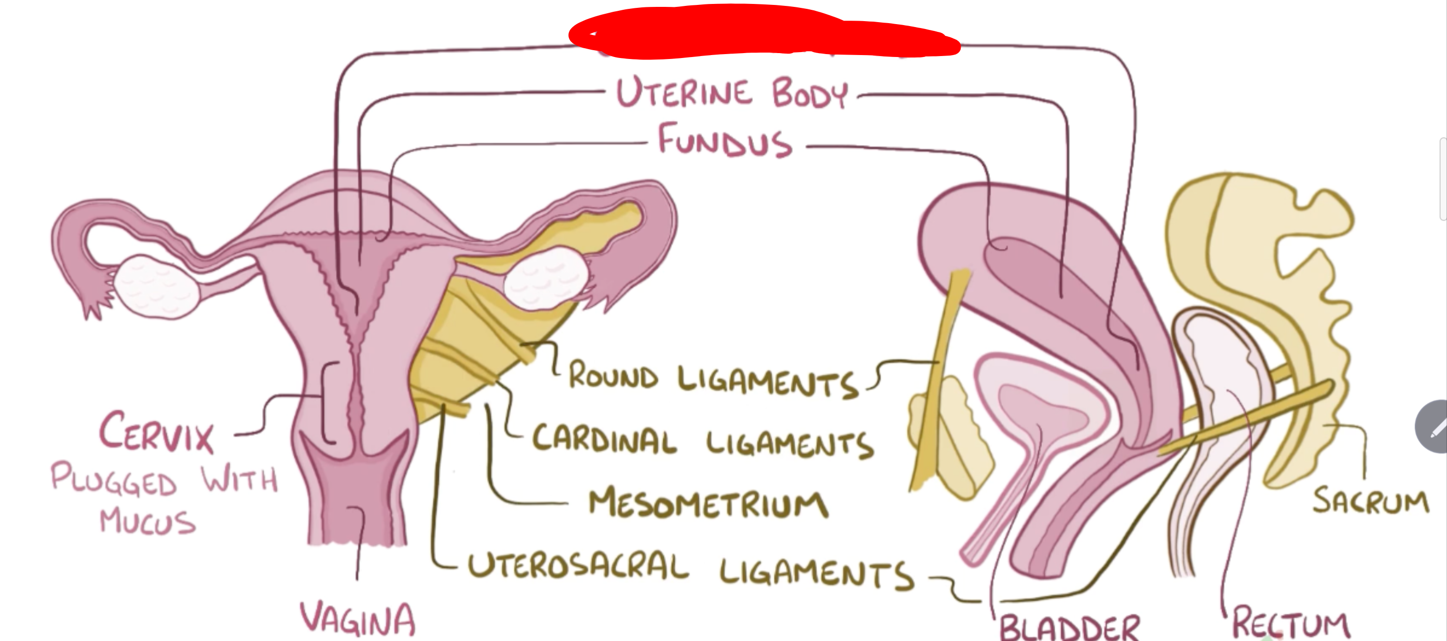 <p>Name the structure in red </p>