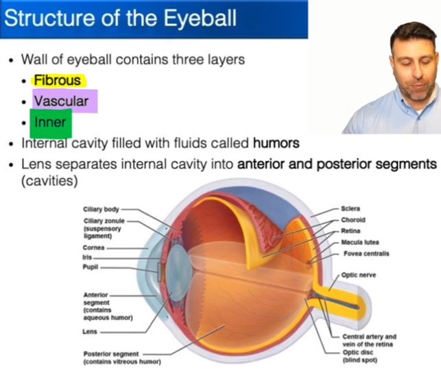 <ul><li><p>Fibrous</p></li><li><p>Vascular</p></li><li><p>Inner</p></li></ul><p></p>