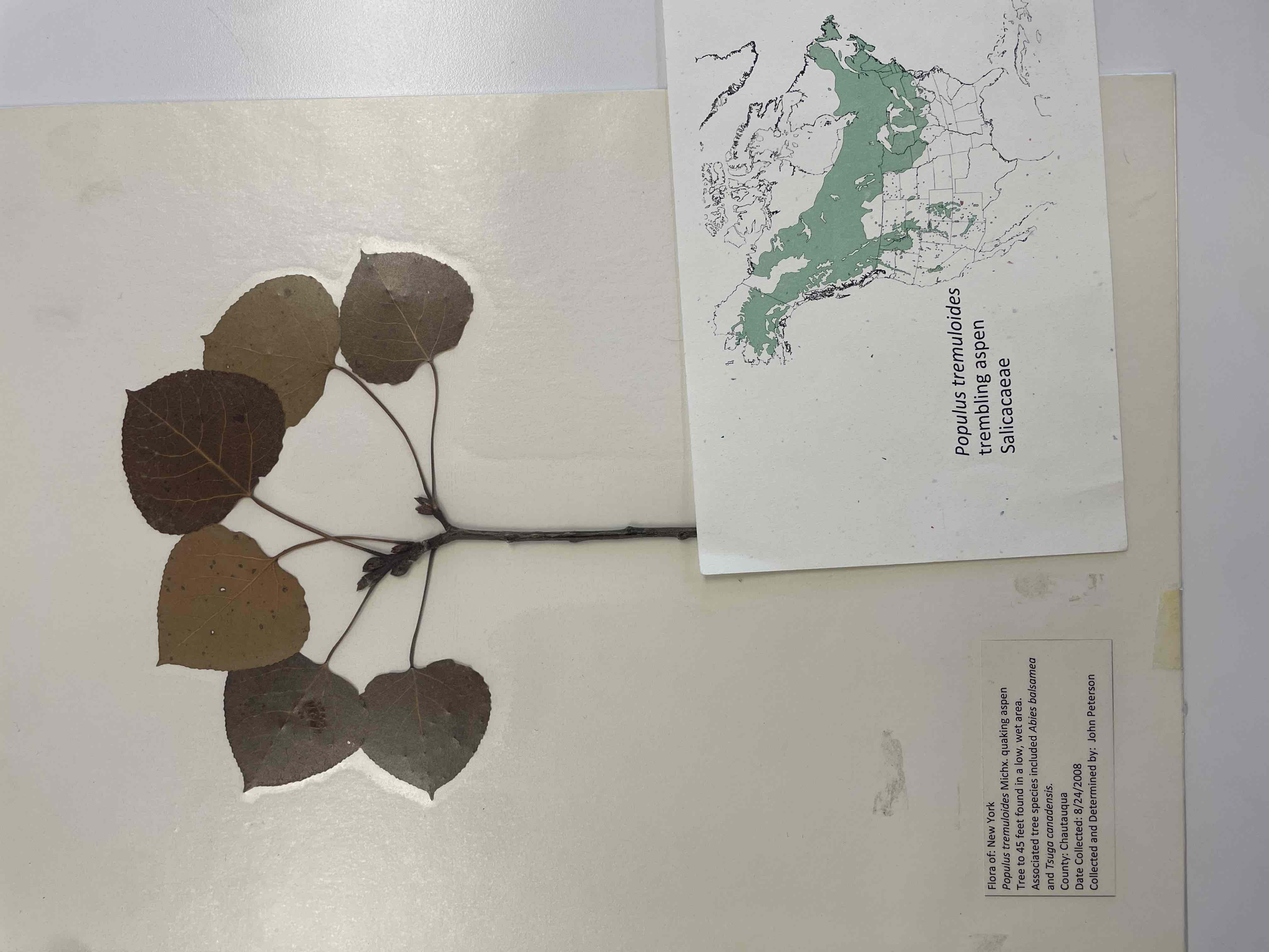 <p>trembling aspen</p>