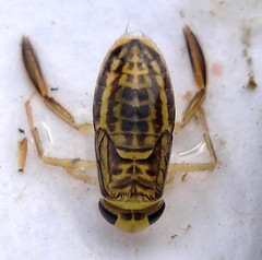 Tarsi of hind legs fringed
Scoop shaped forelegs
Antennae under eyes
Swim right side up