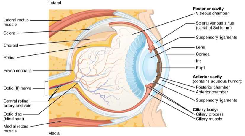 <ul><li><p>lens and ciliary apparatus divide the inerior part of the eye into 2 cavities (segments)</p></li><li><p>anterior cavity- front of lens</p><ul><li><p>aqueous humor-filled with a thin, runny fluid</p><ul><li><p>aqueous humor can flow from the posterior chamber through pupil to the anterior chamber</p></li></ul></li><li><p>anterior chamber- anterior cavity is divided by iris into this in front of iris</p></li><li><p>posterior chamber- behind iris</p></li></ul></li></ul><p><strong><em>Chamber and cavity are not the same!!!</em></strong></p><ul><li><p>Posterior cavity/vitreous chamber- behind the lens.</p><ul><li><p>vitreous humor/body- posterior cavity is filled with a thick, jelly-like substance</p></li></ul></li></ul><ul><li><p>glaucoma- pressure can build up in the eye if aqueous humor is produced faster than it is reabsorbed. increase in pressure within eye.</p></li></ul><p></p>