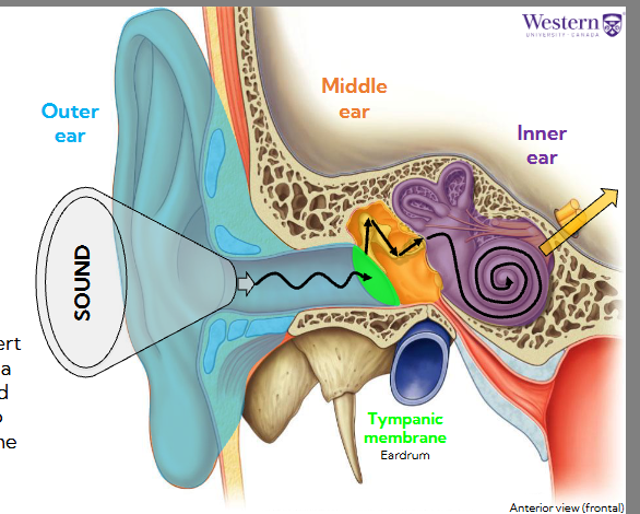 <ul><li><p><span style="background-color: transparent;"><span>The ear is comprised of three sections, the outer, middle, and inner ear.</span></span></p></li><li><p><span style="background-color: transparent;"><span>Their primary function is to funnel sound waves into the external auditory canal, convert those waves into vibrations via the tympanic membrane, and convert those vibrations into nervous impulses to send to the brain for hearing</span></span></p></li></ul><p></p>