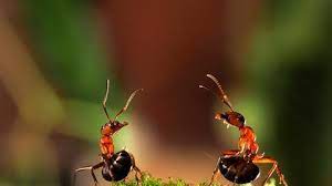 What is this species