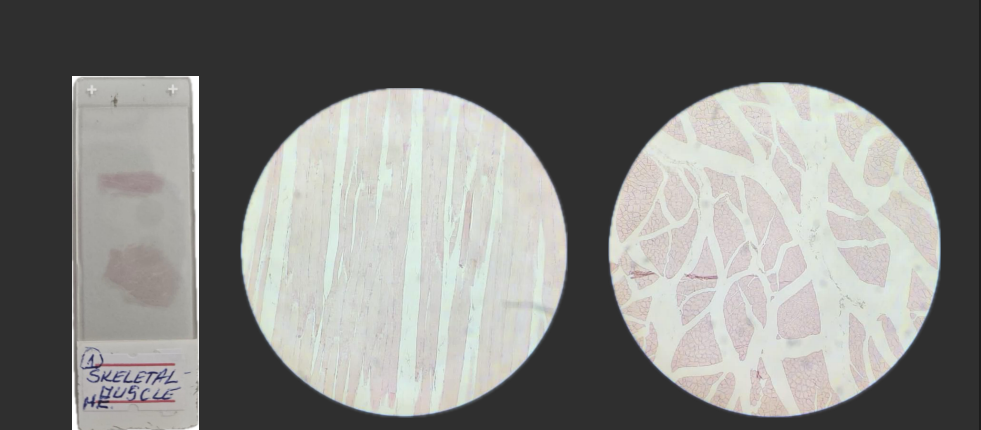 <p>Organ?</p><p>Structure?</p><p>Staining?</p>