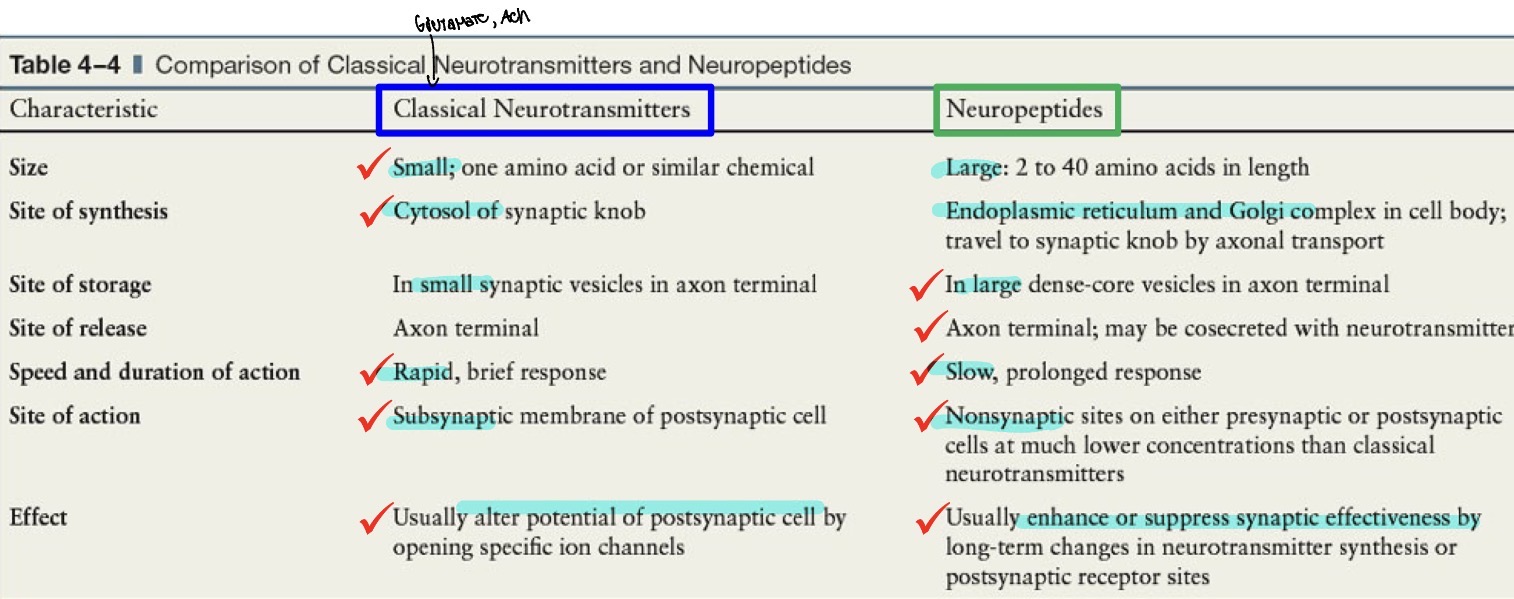 <p>Biogenic Amines can do both</p>