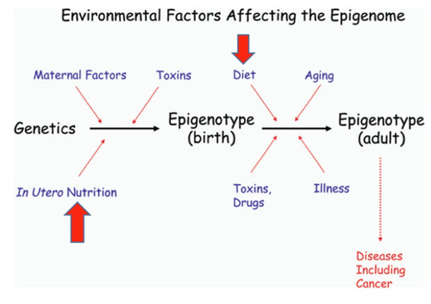 <p>Chemical marks on your DNA express how much a gene is expressed. The environment affects those marks</p>